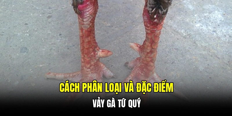 Cách phân loại và đặc điểm vảy gà tứ quý