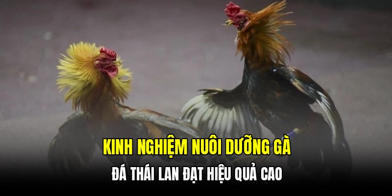 Kinh nghiệm nuôi dưỡng gà đá Thái Lan đạt hiệu quả cao