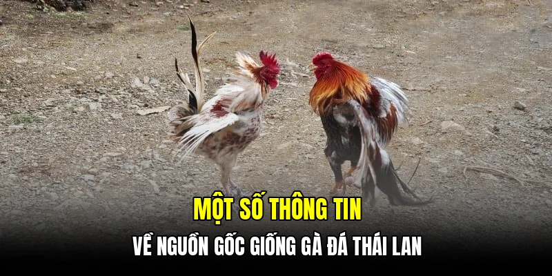 Kinh nghiệm nuôi dưỡng gà đá Thái Lan đạt hiệu quả cao